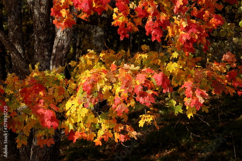 Autumn background of yellow, red, gold maple leaves 