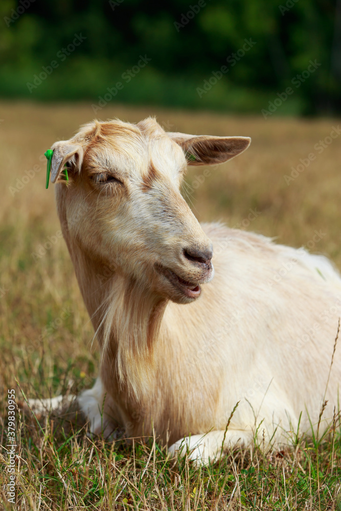 Fototapeta premium Portrait of goat