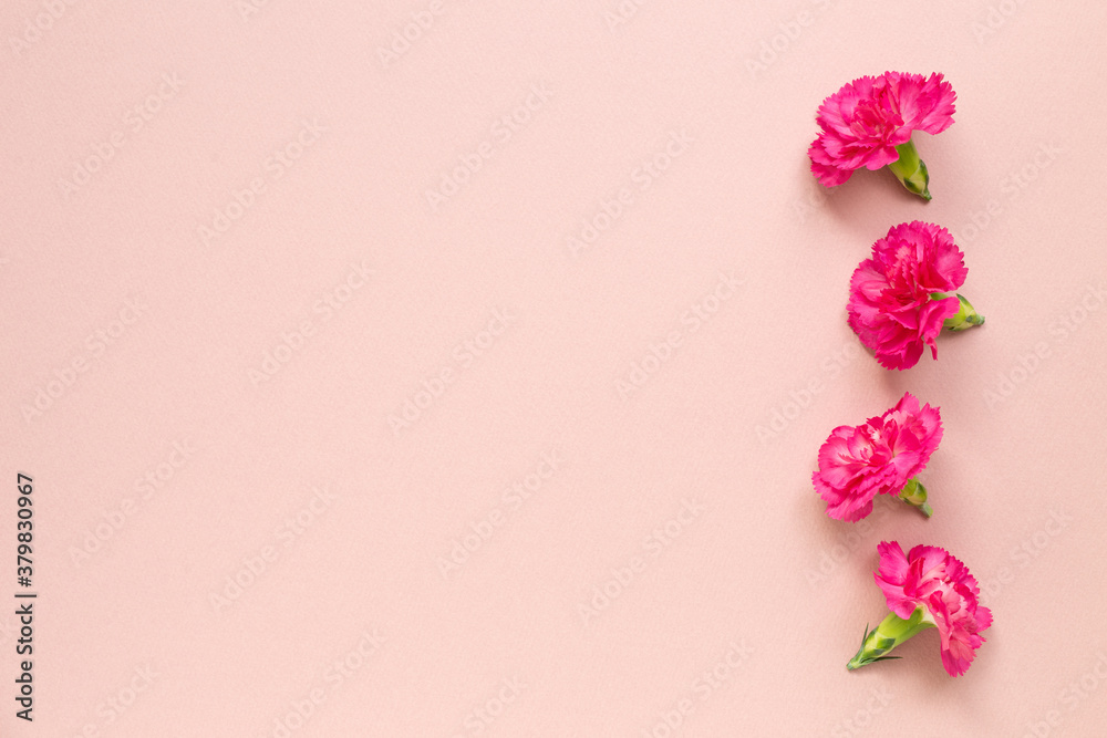 Pink carnation flowers on pink background. flat lay, top view, copy space
