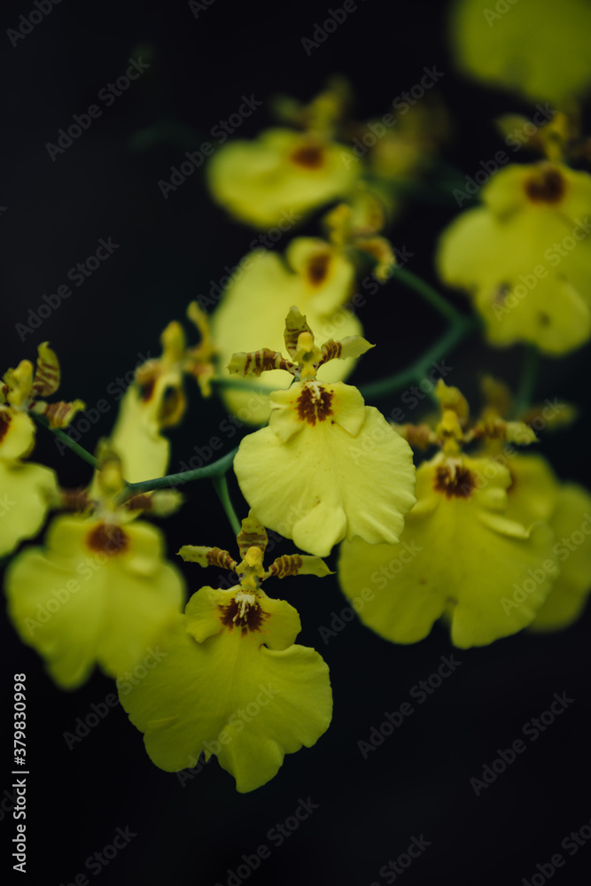 yellow orchids flower yellow orchids flower