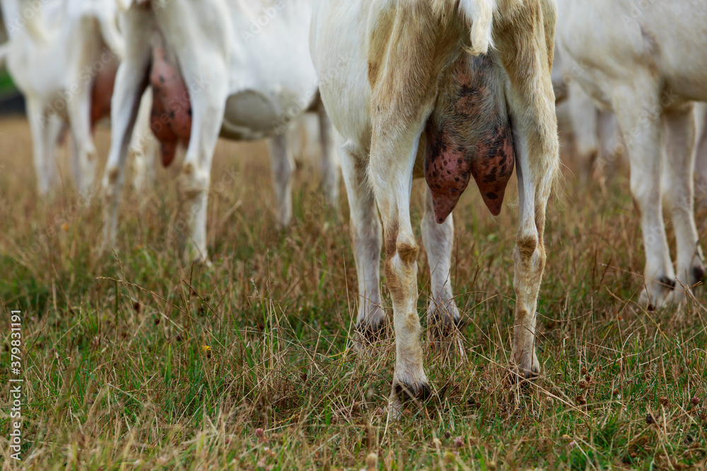 Obraz premium Big udder goats a close-up