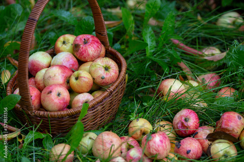 Ripe fresh pink apples in the basket and among a green grass in a garden, selective focus. photo
