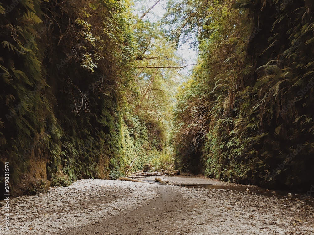 Fern Canyon Fern Canyon