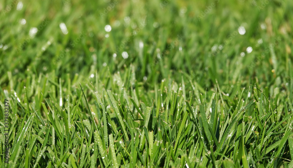 Lawn with green grass