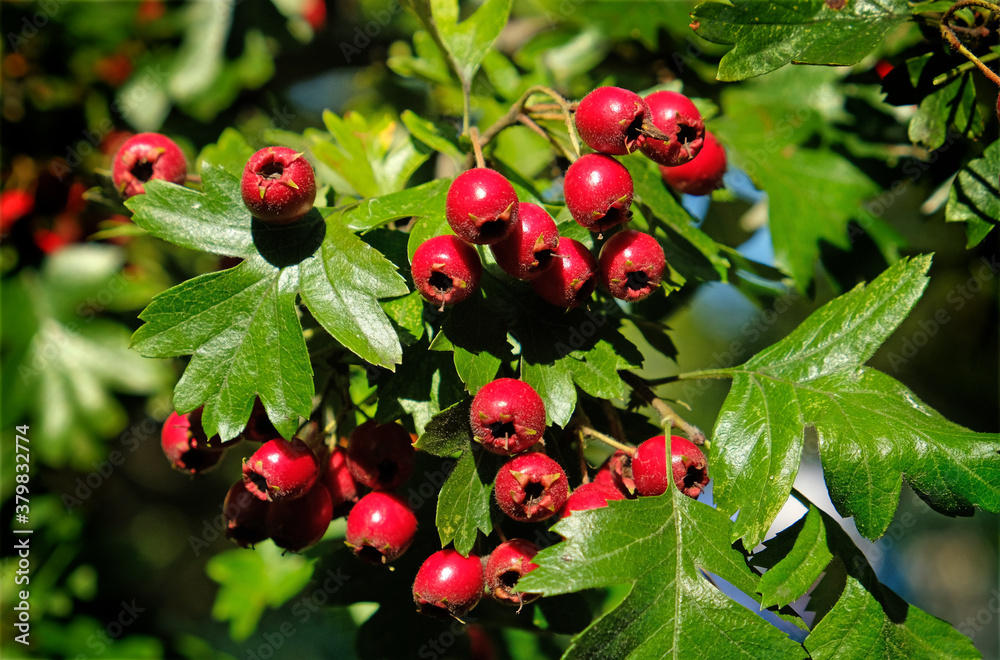 Obraz premium Hawthorn fruit