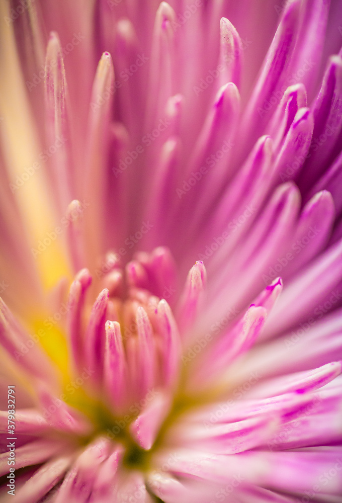 Zinnia Zinnia