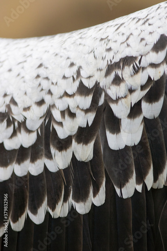 Ruppell's Griffon Vulture photo