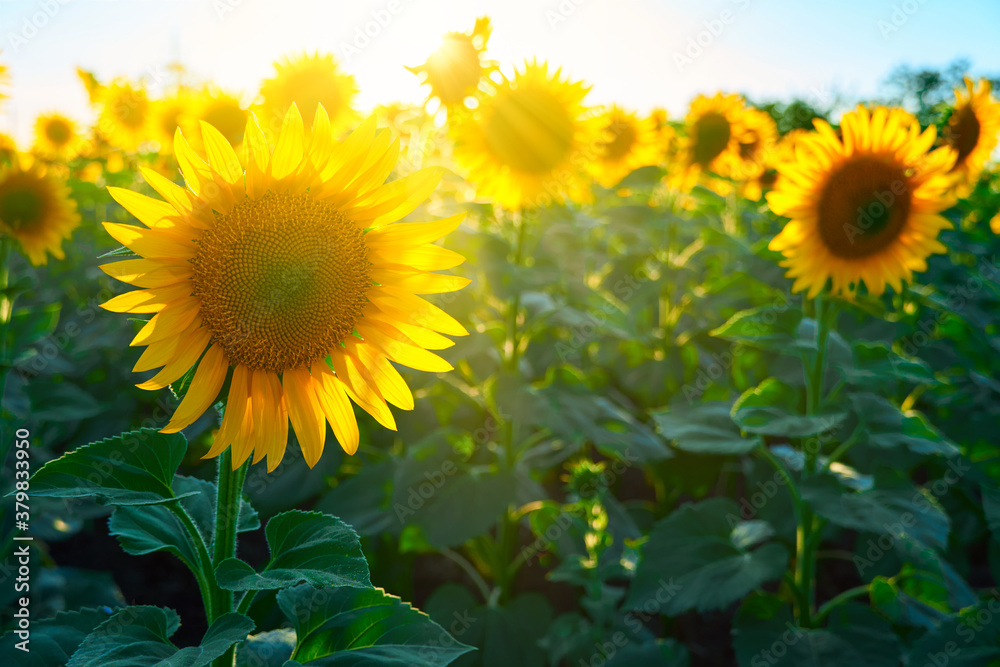 sunflower - bright field with yellow flowers, beautiful summer landscape in sunset sunflower - bright field with yellow flowers, beautiful summer landscape in sunset