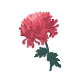Tender blossom japanese chrysanthemum with stem and leaves vector illustration in realistic style. Elegant pink flower with bud and petals isolated on white background. Colorful floristic decor
