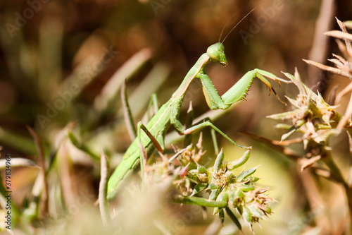 Little green mantis