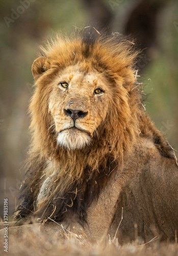 Vertical portrait of a male lion s head in Kruger Park in South Africa