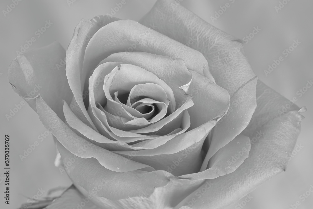 Obraz premium white rose closeup