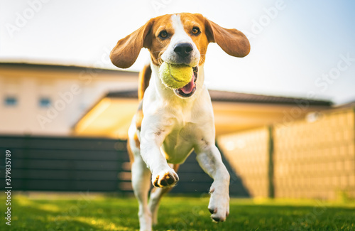 Beagle dog on a grass running through garden towards camera