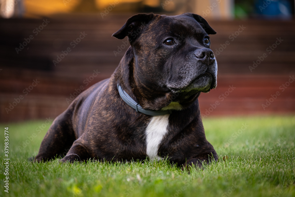 Adult Staffordshire Bull Terrier lying in the grass. Fully grown dog. 