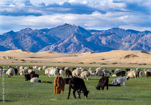 sheeps in mongolia photo
