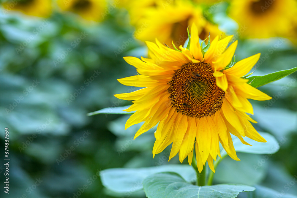 Single sunflower in a field on a background with others flowers Single sunflower in a field on a background with others flowers