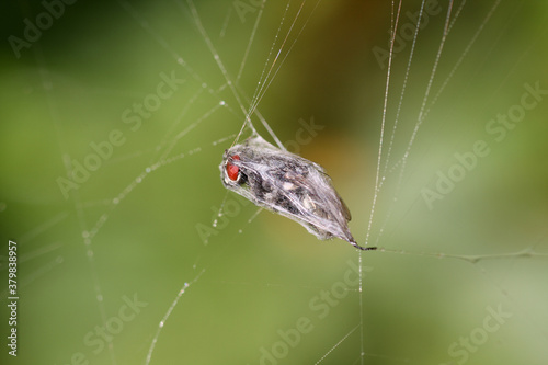 Fly in a web photo