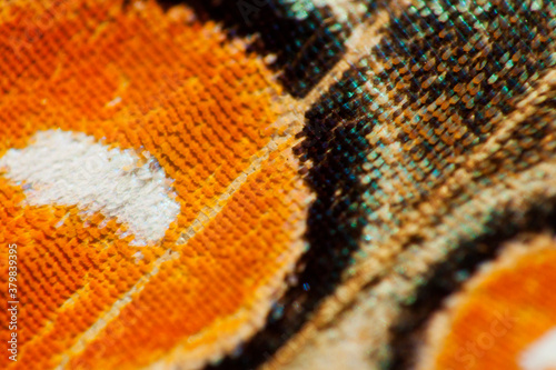 Macro detail colors of butterfly wing photo