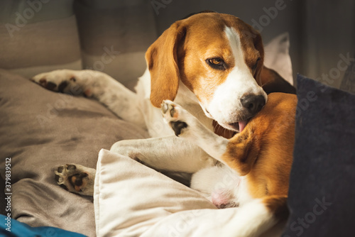 Beagle dog biting his itching skin on legs. Skin problem allergy reaction.