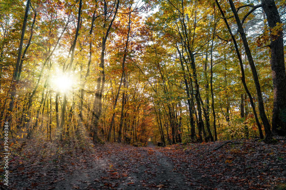 Fototapeta premium beautiful colorful autumn fall forest with sunshine