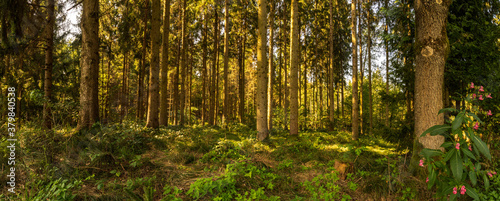 Beautiful green forest panorama with sun rays coming through.