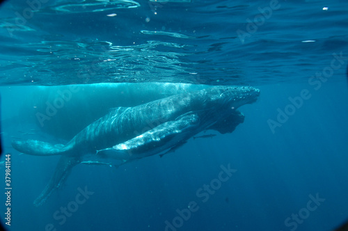 Underwater view of mother and calf humpback whale diving in the Indian ocean with the calf besides his mother, in Sainte Marie Madagascar  © Cetamadaasso