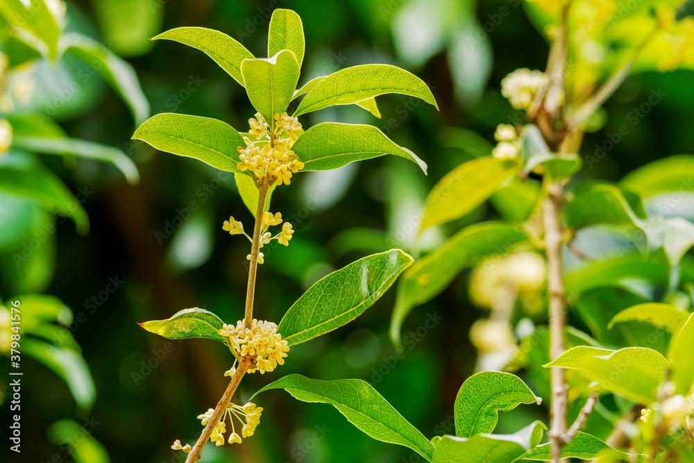 Fototapeta premium Group of Sweet osmanthus or Sweet olive flowers blossom on its tree