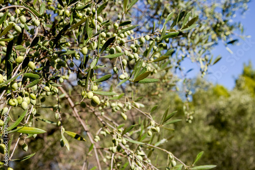 green oliva branch