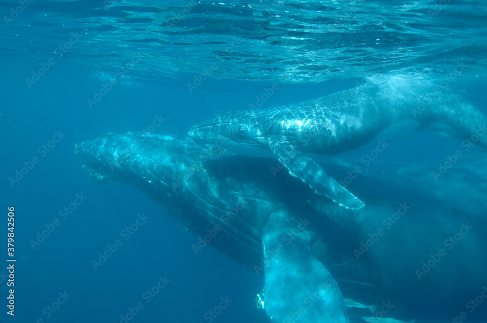 Fototapeta premium Magic underwater view of a mother and calf humpback whale rising to the surface to breath with so much grace, Sainte Marie Madagascar
