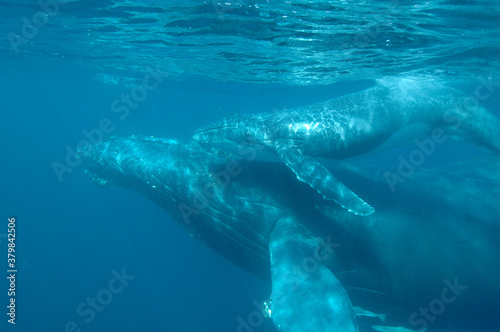 Magic underwater view of a mother and calf humpback whale rising to the surface to breath with so much grace, Sainte Marie Madagascar © Cetamadaasso