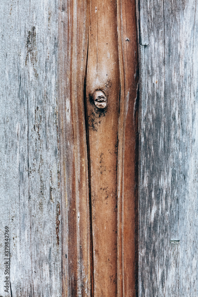 Dry fir tree trunk without bark closeup Dry fir tree trunk without bark closeup