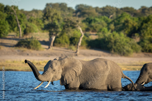 Photography Elephant herd crossing Chobe River in golden afternoon light in Botswana