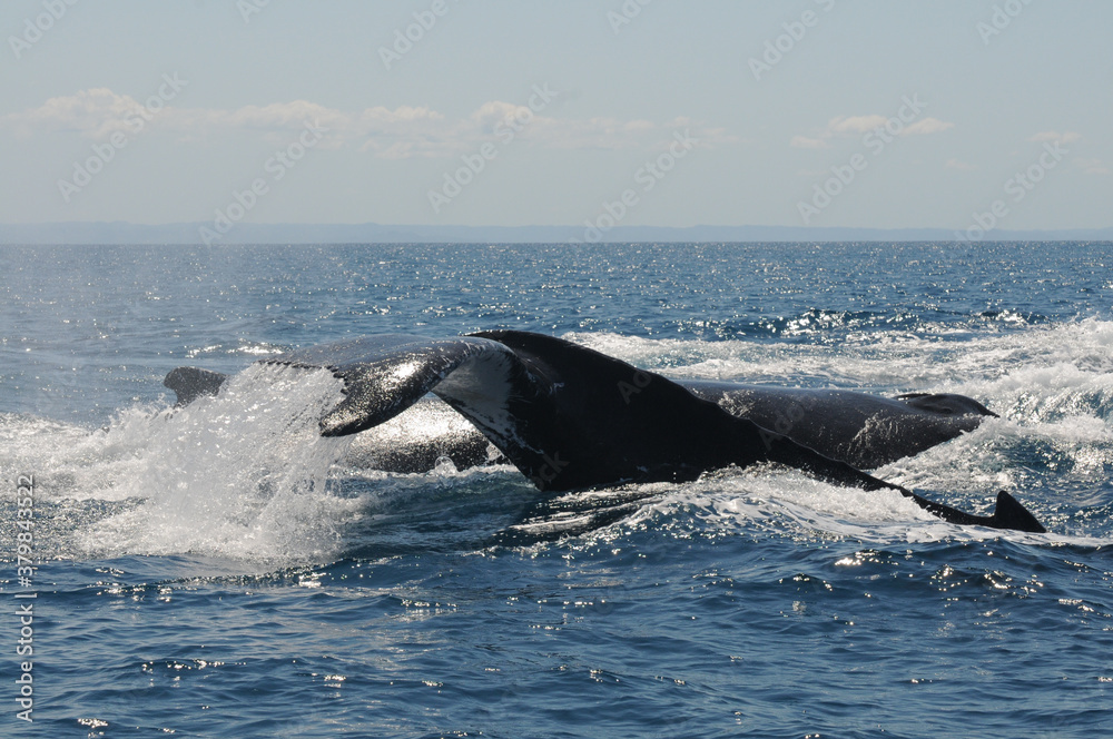 Obraz premium Stunning view of humpback whale group doing a caudal strike in the blue sea of Sainte Marie during a sunny day, Indian Ocean