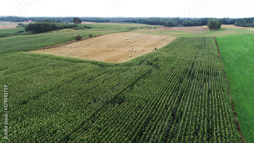 Fototapeta Naklejka Na Ścianę i Meble -  Kukurydza i baloty