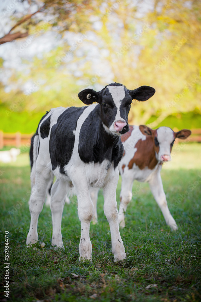 Cute dairy calves Cute dairy calves