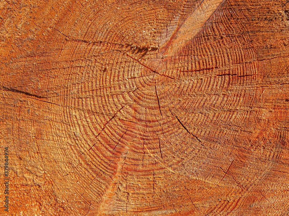 Fototapeta premium Wood close up tree rings