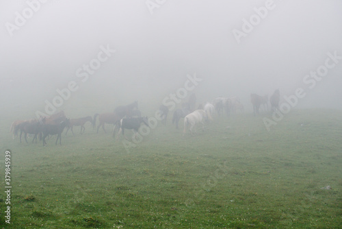 Horses graze on a green meadow in the fog.
Horses grazing the grass on a foggy morning. 