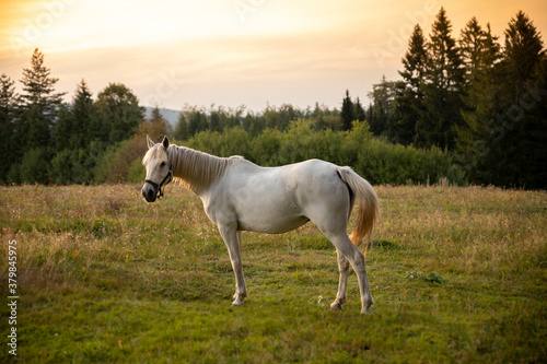 Beautiful white Horse in pasture at sunset