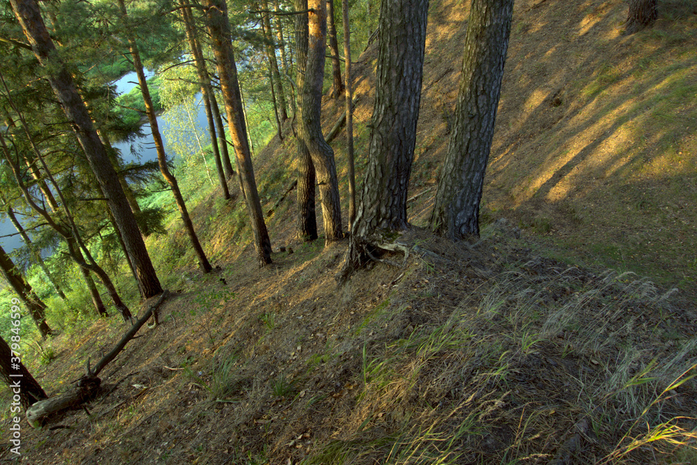 Fototapeta premium The steep bank of the river is overgrown with pine trees. Pine trees on the river bank on a summer evening. View from above.