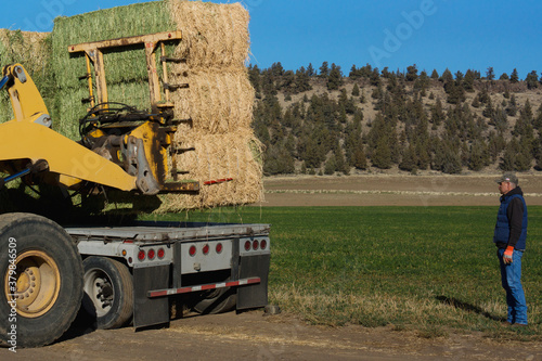 truck driver watching load of hay photo