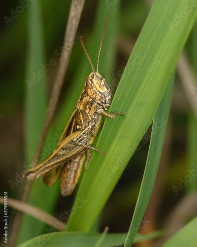 insect grasshopper sitting on green grass, close - up in natural environment