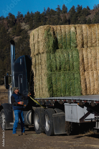 truck driver strapping down load of hay