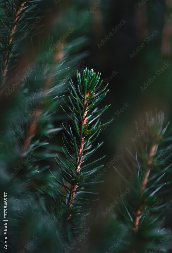 Pine tree branches