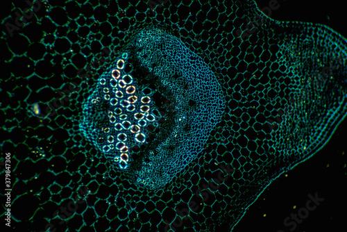 Stem Collenchyma plant cells photo