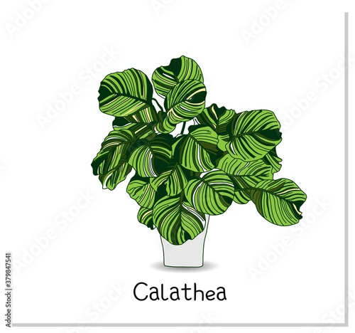 Calathea. Indoor potted plant isolated on white background. Home flowers clipart. photo