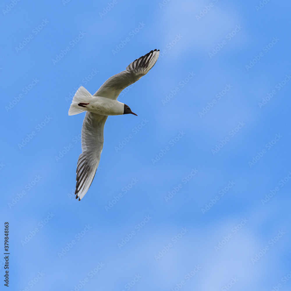 black-headed gull (Chroicocephalus ridibundus) with summer plumage in flight on blue sky
