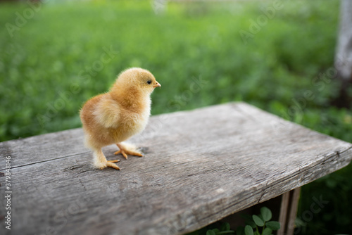 Small yellow chicken on a wooden bench. A wooden bench stands on a green lawn. Space for text.