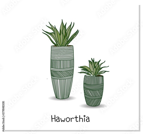 Haworthia. Succulent. Indoor potted plant isolated on white background. Home flowers clipart.