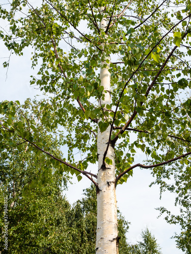 Fotografía bottom view of green birch tree (betula pubescens, european white birch) in Mosc