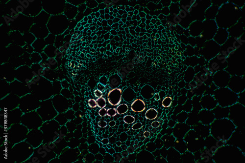 Stem Collenchyma plant cells photo